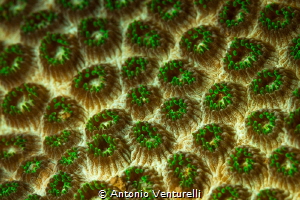 Detail of a green coral at shallow depth. I was intrigued... by Antonio Venturelli 